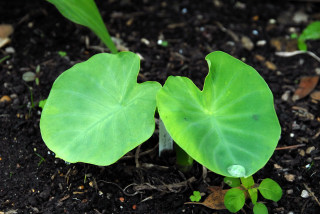 Colocasia leaves on July 9yh