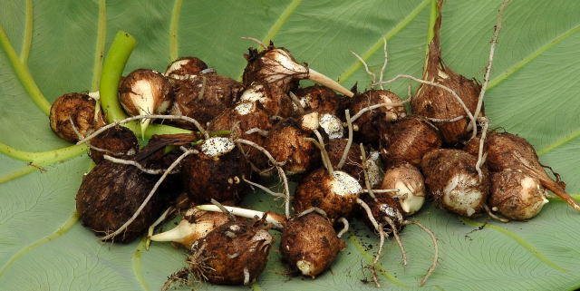 Colocasia esculenta tubers removed from parent plants