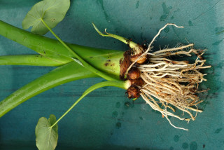 Uprooted colocasia esculenta plants showing roots and new tubers