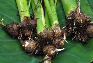 Colocasia tubers cleaned of roots