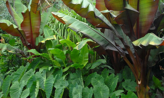 Colocasia esculenta growing amongst Ensete and Canna