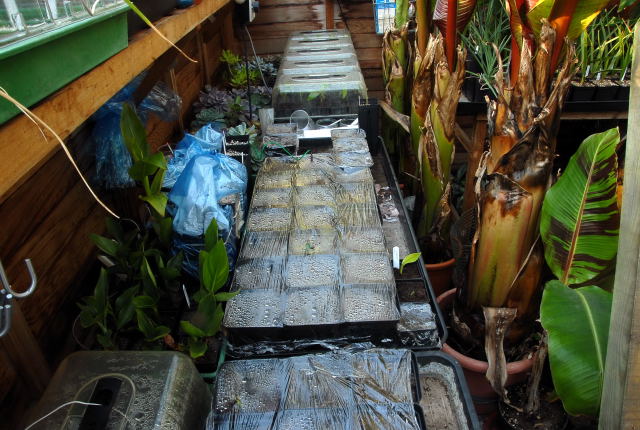 View of the greenhouse bench with assorted tropical plants developing