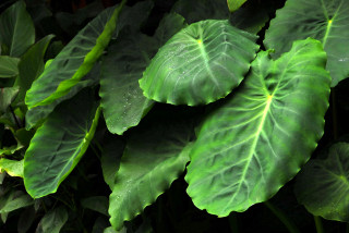 Colocasia esculenta