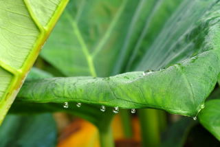 Leaf of Xanthosoma sagittifolium, the elephant ear plant or coco yam.