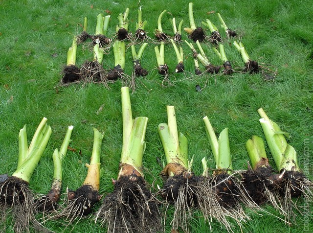 Colocasia plants with foliage removed lying of the lawn