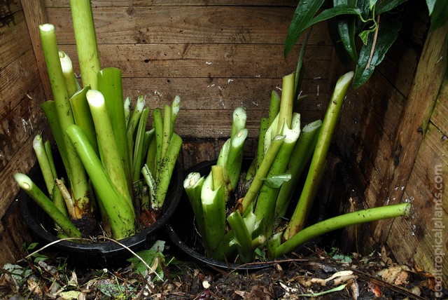 Colocasia tubers placed in the compost heap in pond baskets