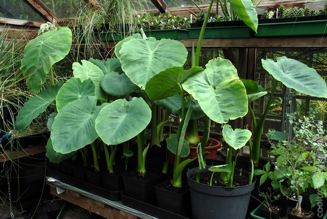 Colocasias in the greenhouse