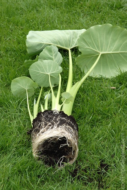 Colocasia roots