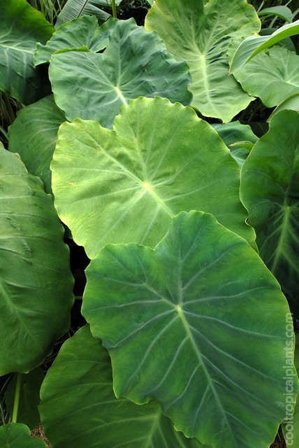 Colocasia plants packed together