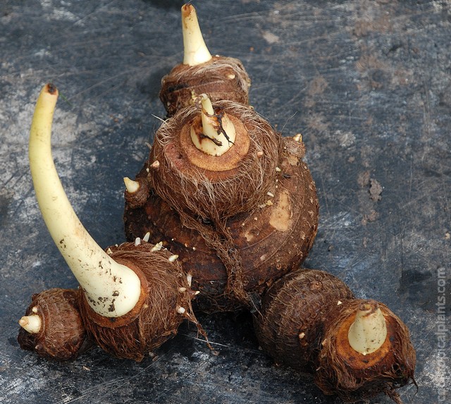 Colocasia tuber with offsets