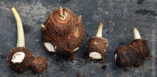 Divided Colocasia tuber