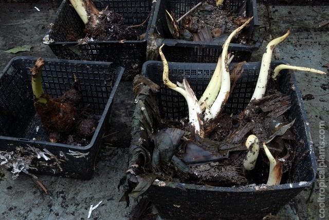 Colocasia tubers removed from the compost bin