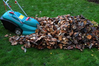 Mow the leaves