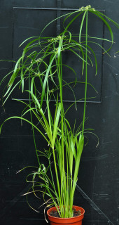 Growth begins in earnest Growth begins in earnest