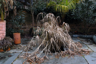 Frost destroyed Cyperus alternifolius.