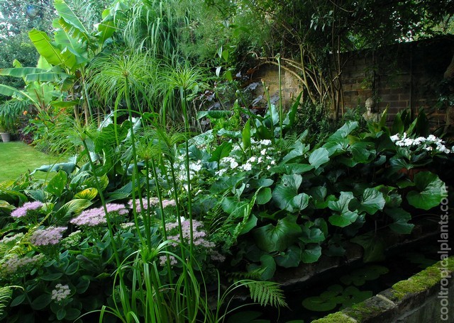 Cyperus papyrus growing in the more shaded wildlife pond