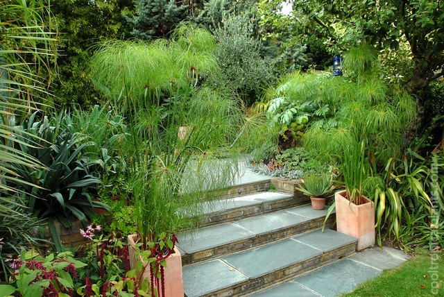 Cyperus papyrus growing in swamp pots on steps leading to patio in previous picture