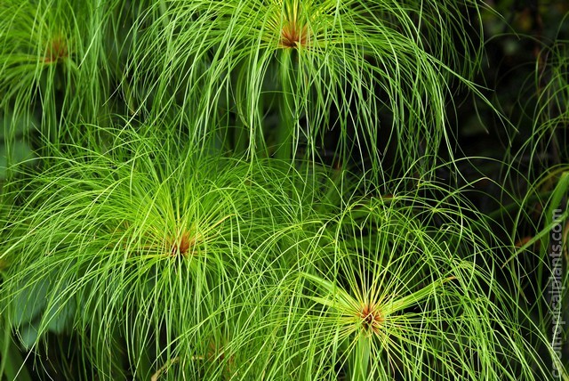 Cyperus papyrus umbels