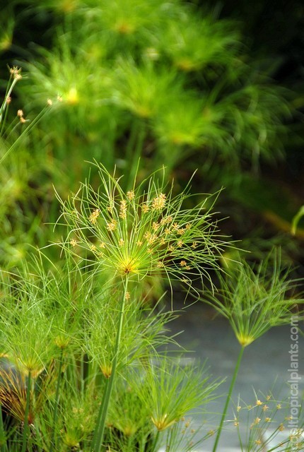 Seeds developing on the umbels