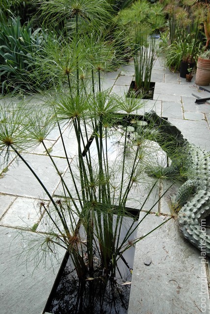 Cyperus papyrus growing in and ornamental pond