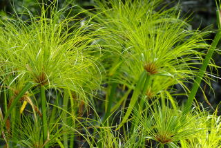 Cyperus papyrus Cyperus papyrus