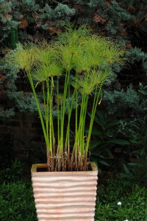 Cyperus papyrus growing in a water filled terracotta pot.