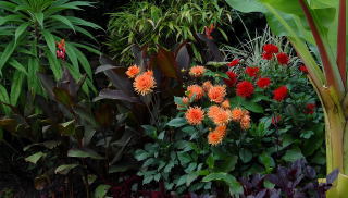 Dahlias growing in a mixed tropical border