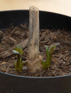 Potted dahlia tuber 2 weeks from division showing signs of life.