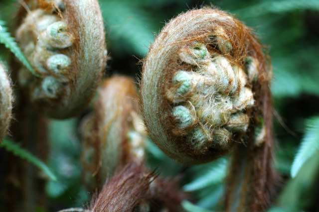 Unfurling Dicksonia antarctica fronds