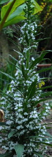 Echium 'snow tower' flower spike Echium 'snow tower'
