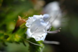 Echium 'snow flower' detail