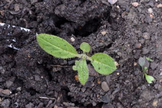 A self seeded echium A self seeded echium