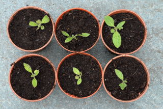 Self seeded echiums potted up Self seeded echiums potted up