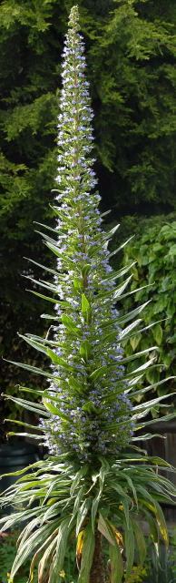 echium pininana in flower