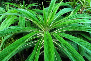 Echium pininana foliage