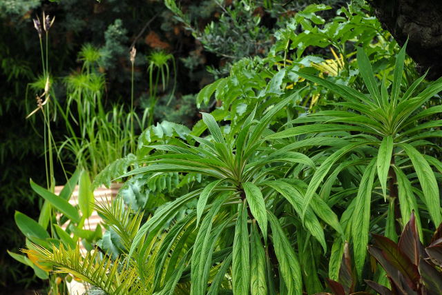 Echium pininana growing in a tropical border setting