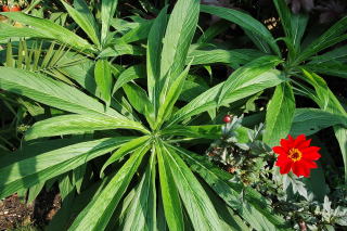 Echium pininanas enjoying some October sunshine