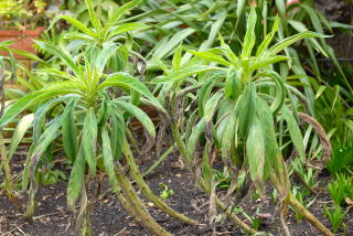 Shell shocked Echium pininanas in late winter