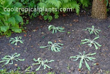 Somewhat deflated Echium wildpretii plants