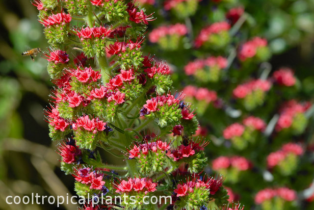 Echium wildpretii flowers