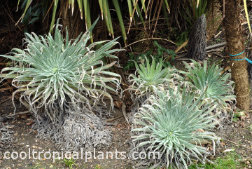 Scruffy survivors of the winter