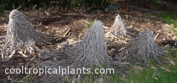 Dead Echium wildpretii plants