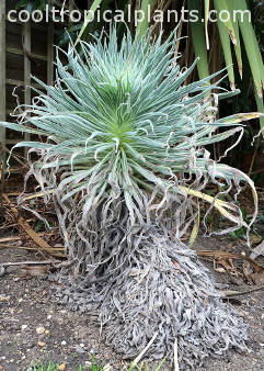 Elongating Echium wildpretii flower spike