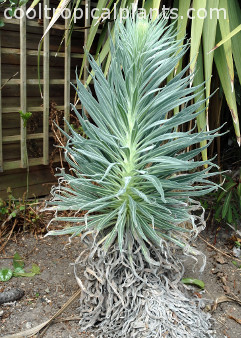 FSurther elongating Echium wildpretii flower spike