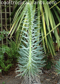 Even further elongating Echium wildpretii flower spike