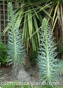 Elongating flower spike