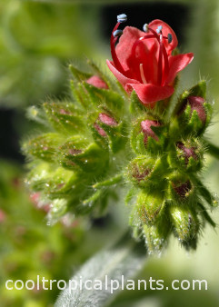 The first Echium wildpretii flower