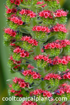 Echium wildpretii flowers