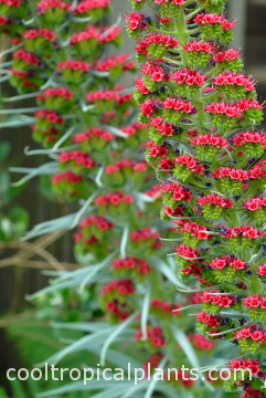 Echium wildpretii flowers