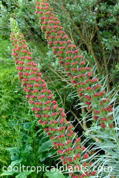 Echium wildpretii flowers